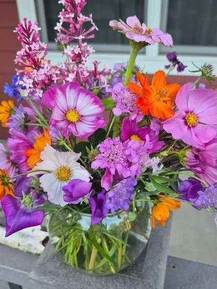 Pink cosmos, scabiosa and orange cosmos in a glass bowl