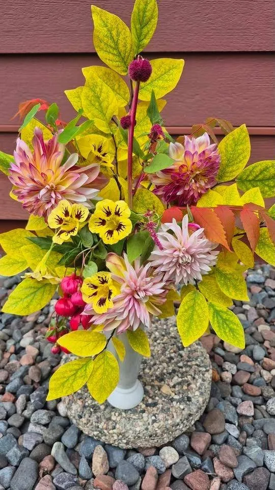 Pink dahlias and yellow violas with golden foliage in a white vase
