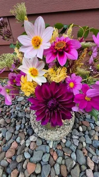 Deep purple dahlia with pink cosmos and celosia