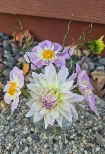 Pale pink and cream dahlias in a low vase