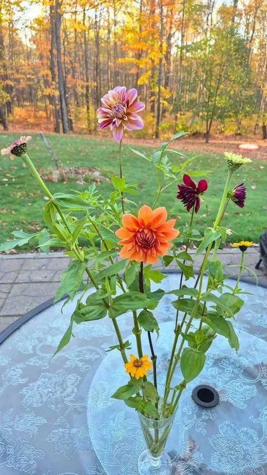 Dahlias and zinnias in a parfait glass with autumn trees behind