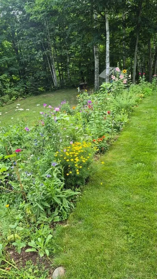 A mowed path beside a long flower border at the edge of birch woods