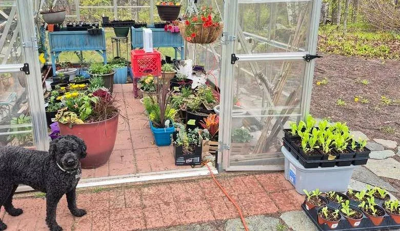 The greenhouse full of potted seedlings in spring, with a curly black dog at the door