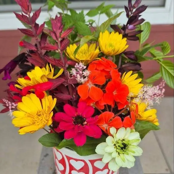 Zinnias, geraniums and salvia in a red heart-patterned cup