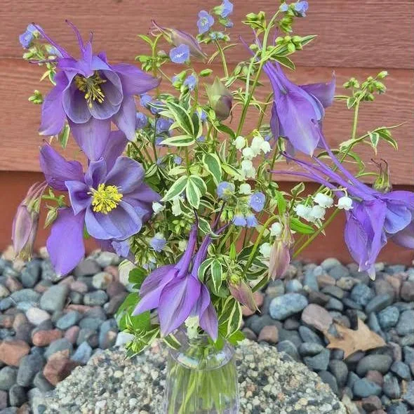 Purple columbine with lily of the valley in a glass vase