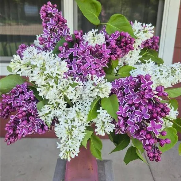 Purple and white lilac bundle on the porch