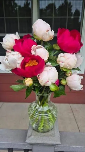 Pink, white and red peonies in a glass vase