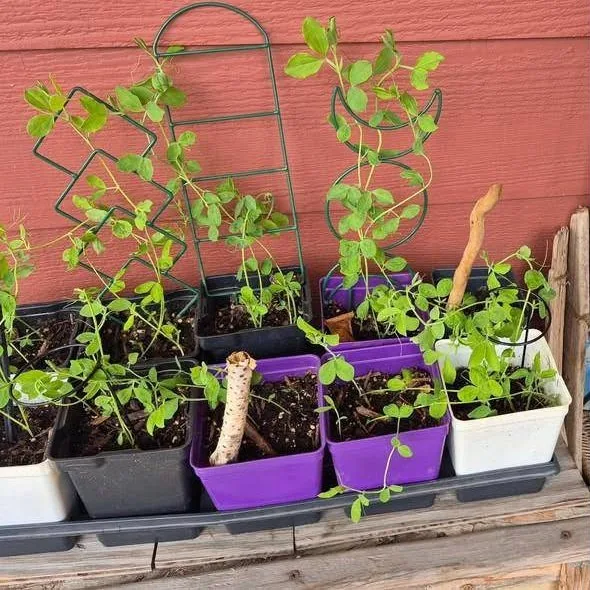 Young plants in pots with small trellises