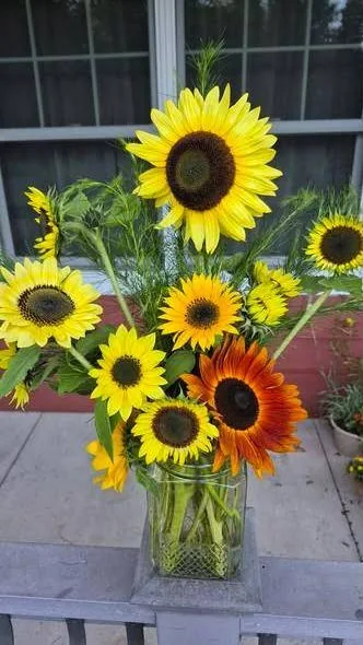 Tall sunflower arrangement in a glass jar
