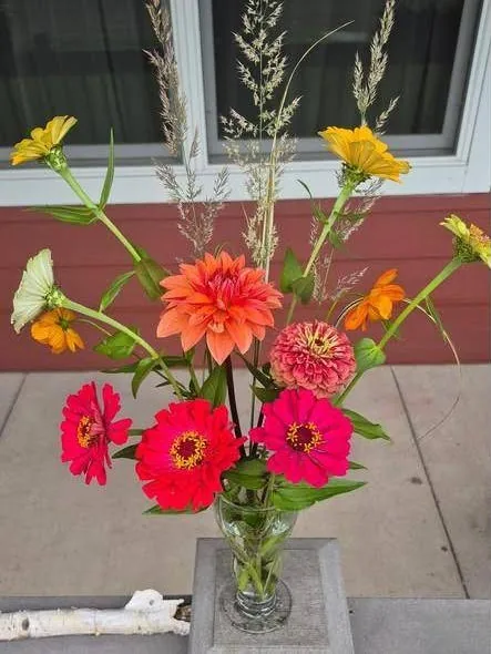 Zinnias and a dahlia with ornamental grass in a glass vase