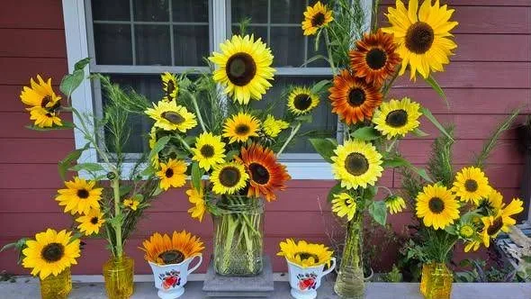 Sunflower arrangements of different sizes lined up in front of a red house