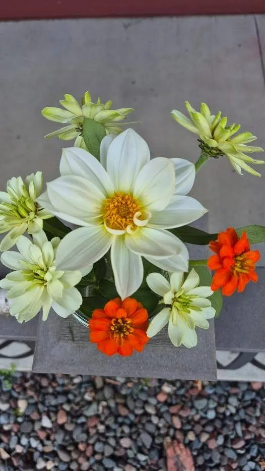 White dahlias and orange zinnias in a low vase on a stone pedestal, seen from above